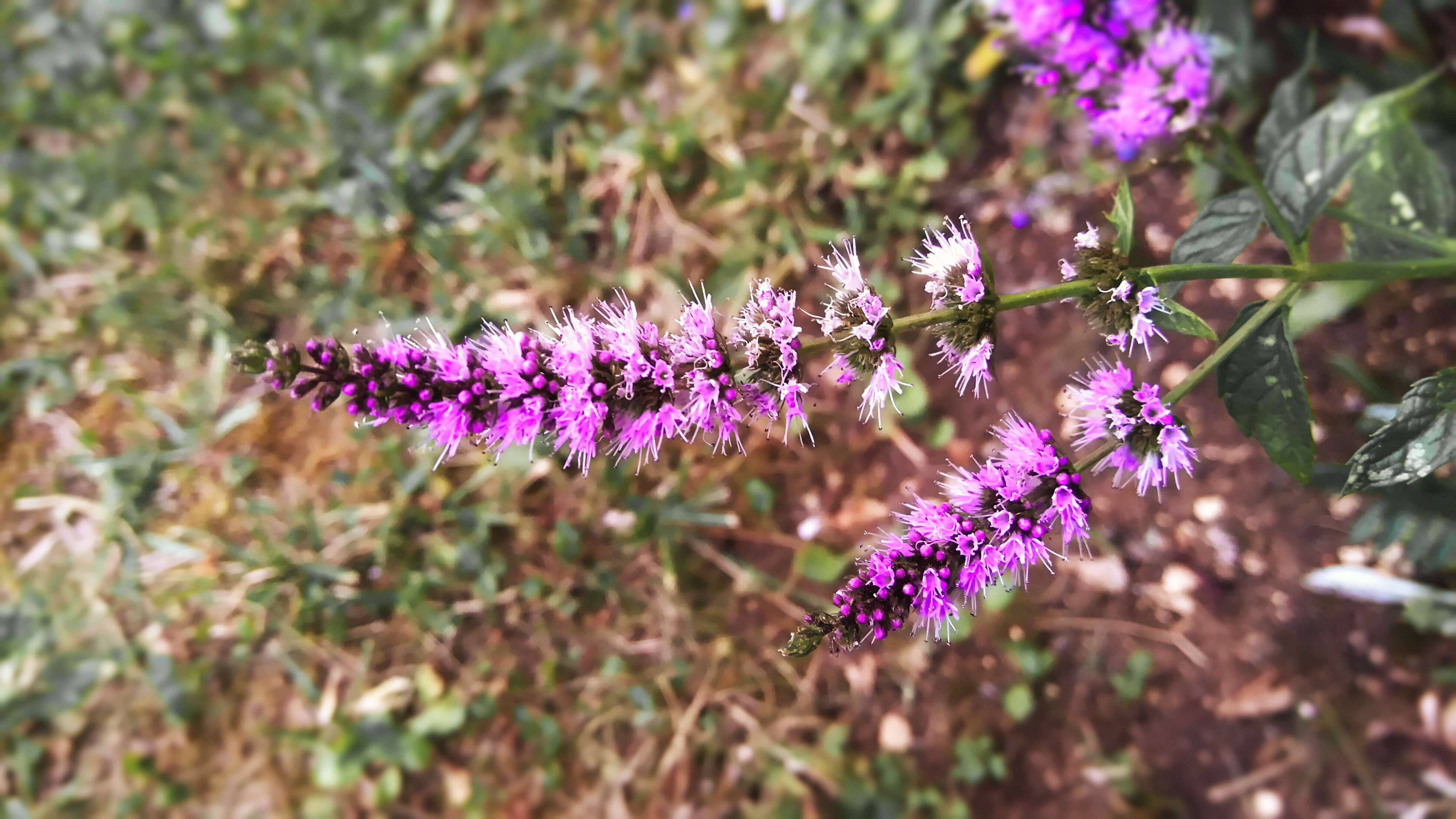 Image of Horse Mint