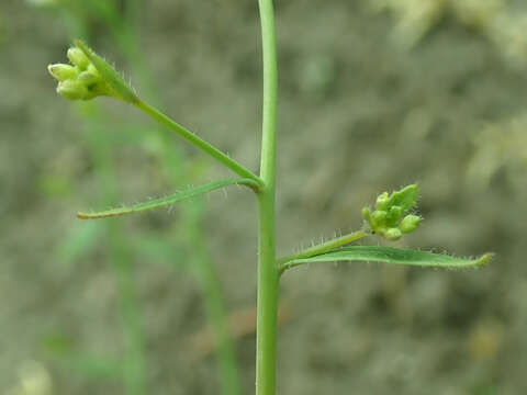 Image of Mouse-ear Cress