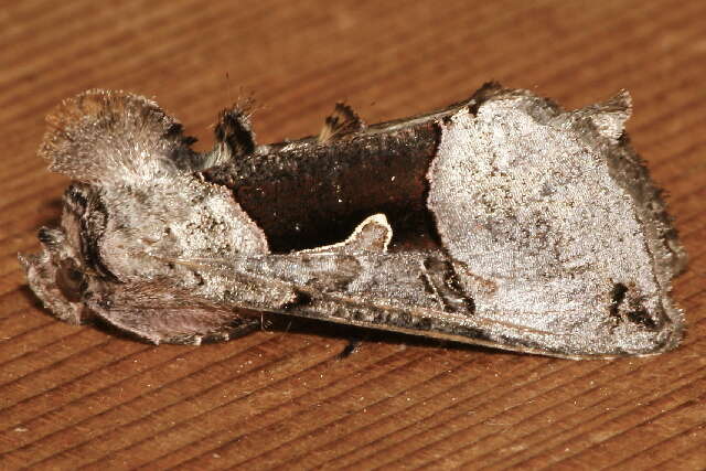 Image of Large Looper Moth, Broken-banded Y