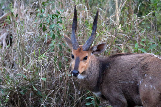 Image of Tragelaphus sylvaticus