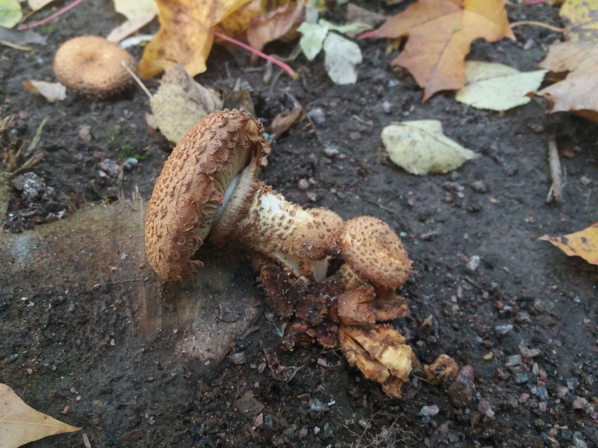 Pholiota squarrosa (Vahl) P. Kumm. 1871 resmi