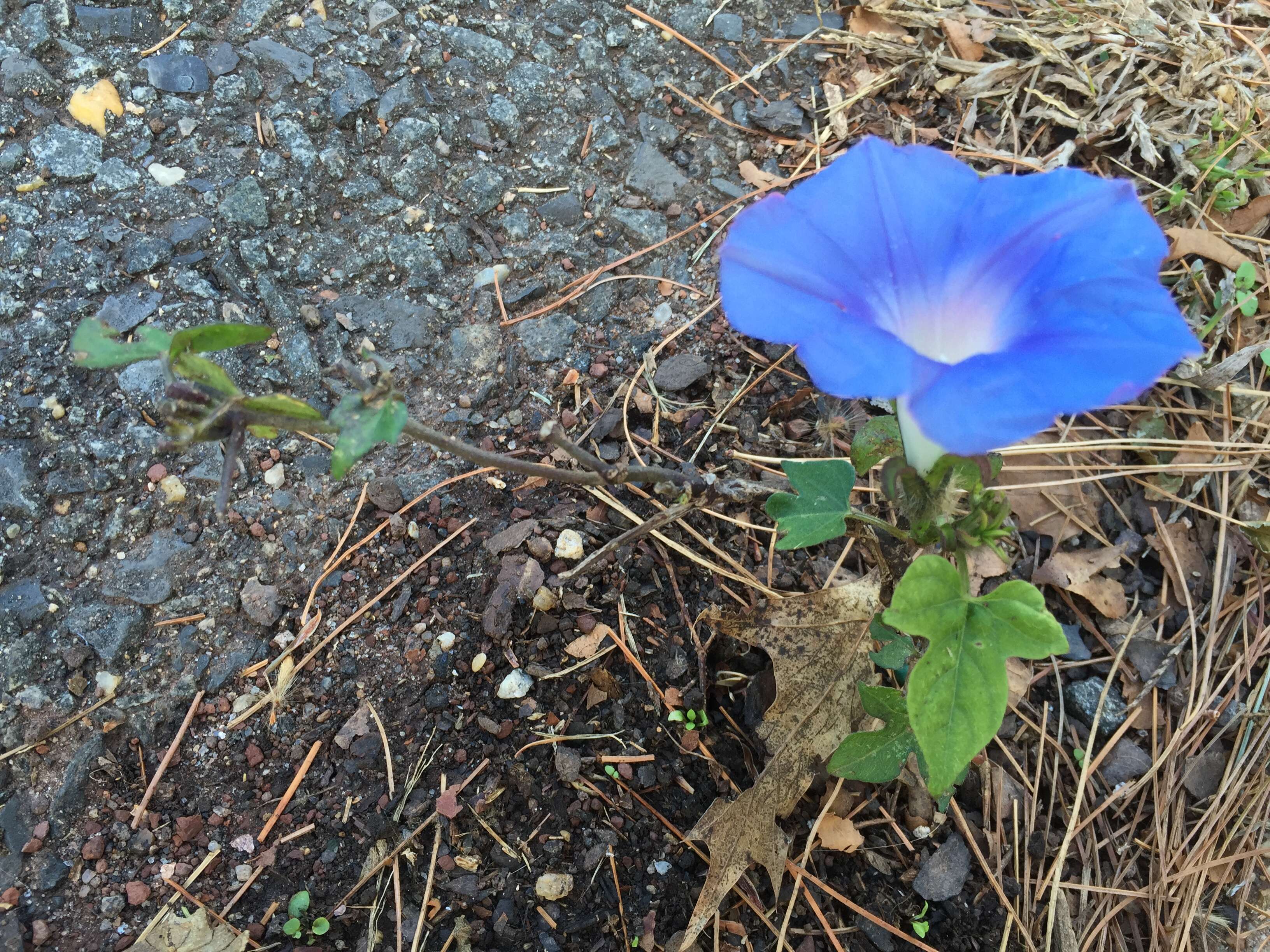 Image of Ivyleaf morning-glory