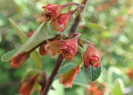 صورة Cotoneaster integerrimus Medik.