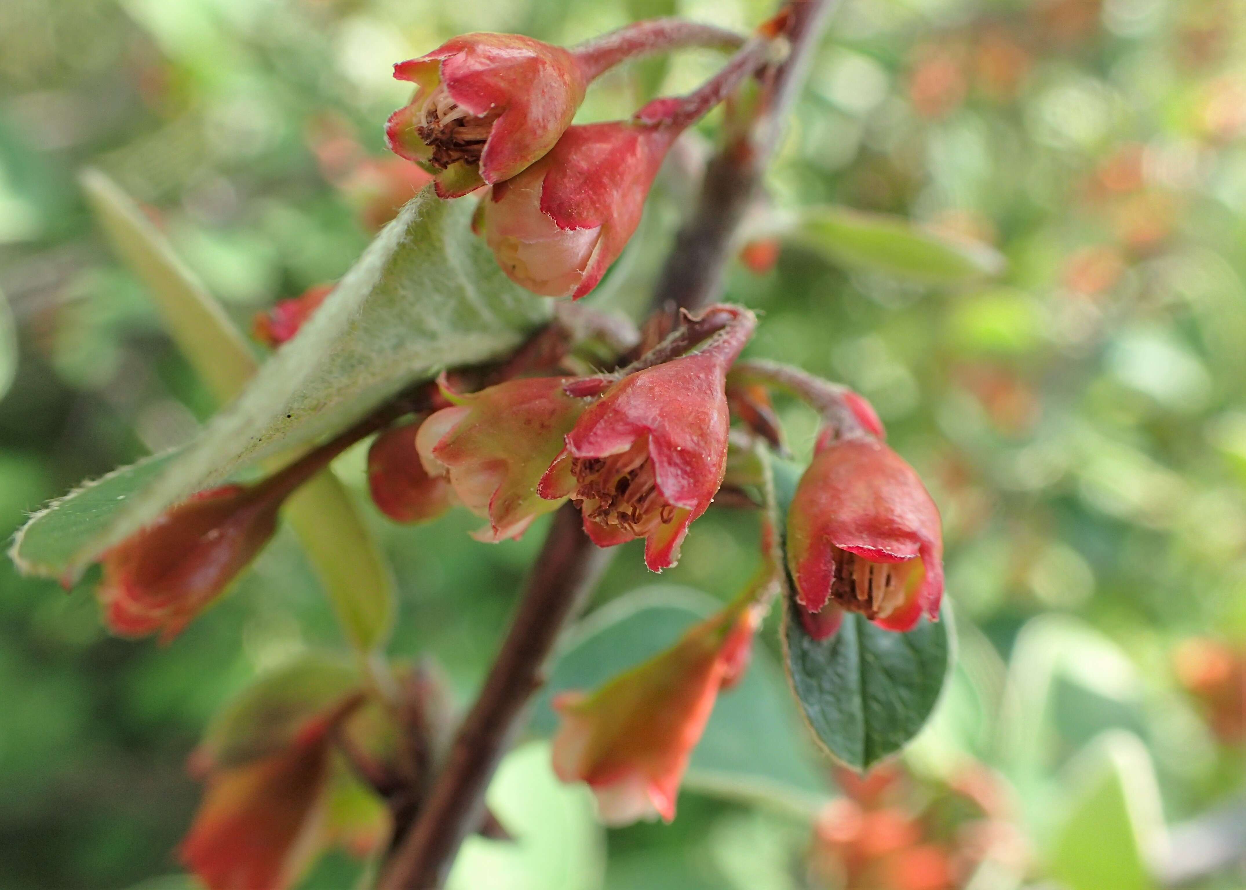 صورة Cotoneaster integerrimus Medik.