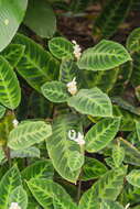 Image of calathea