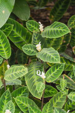 Image of calathea