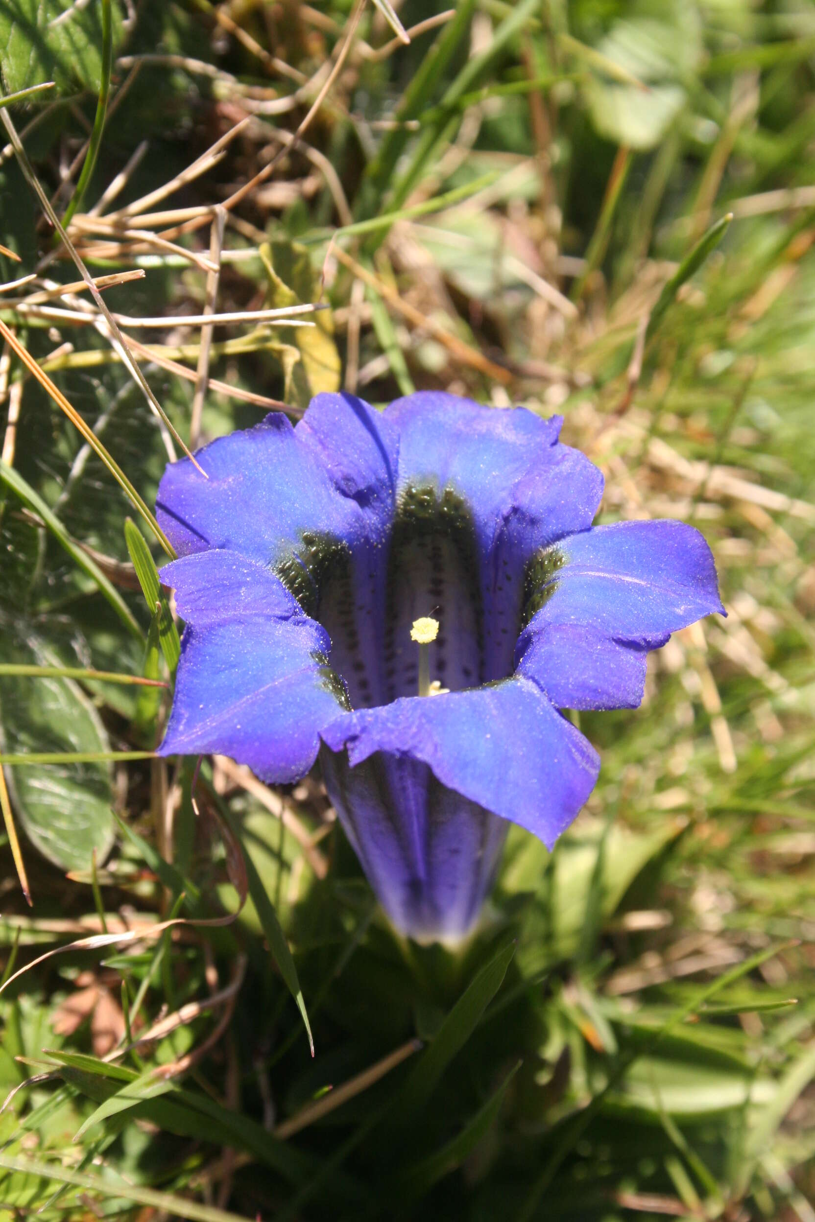 Image of Stemless Gentian