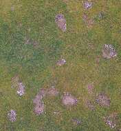 Image of Pink Snow Mold