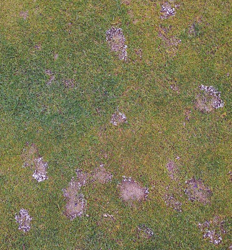 Image of Pink Snow Mold