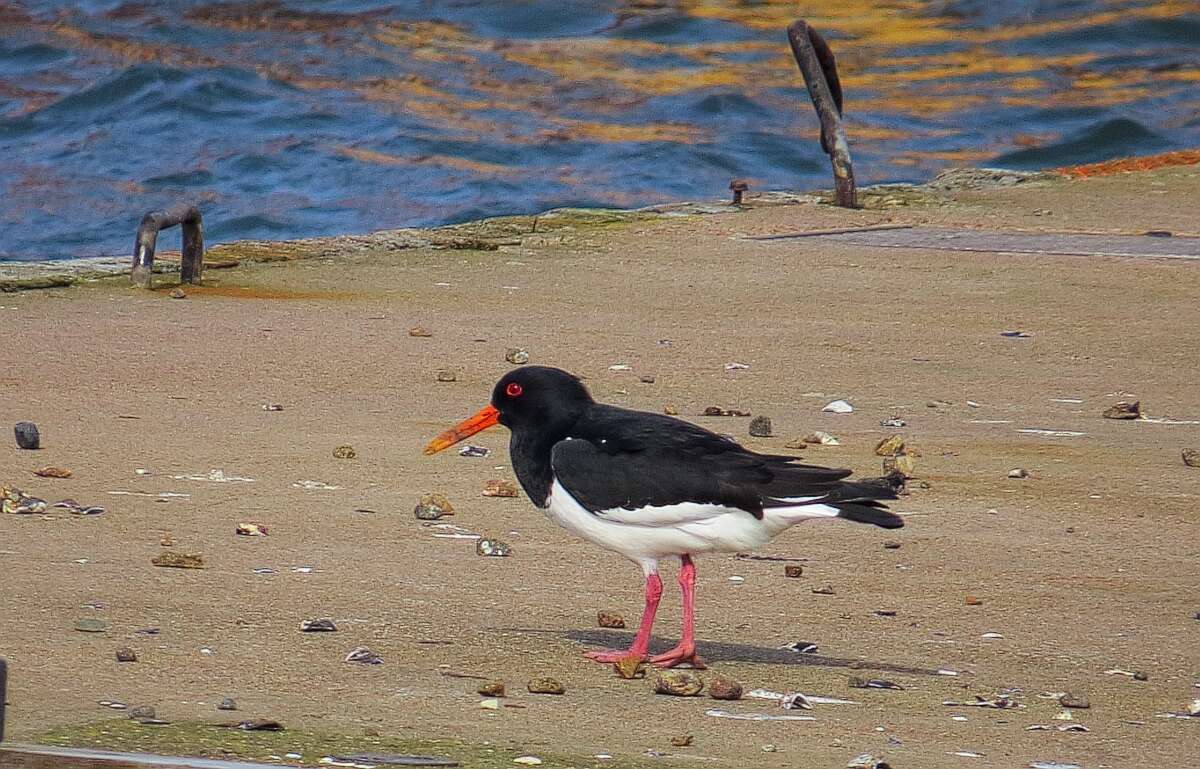 Image of oystercatcher, eurasian oystercatcher