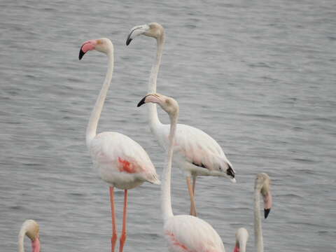 Imagem de Phoenicopterus roseus Pallas 1811