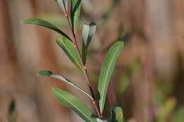 Imagem de Salix purpurea L.