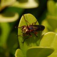 صورة Physocephala burgessi (Williston 1882)