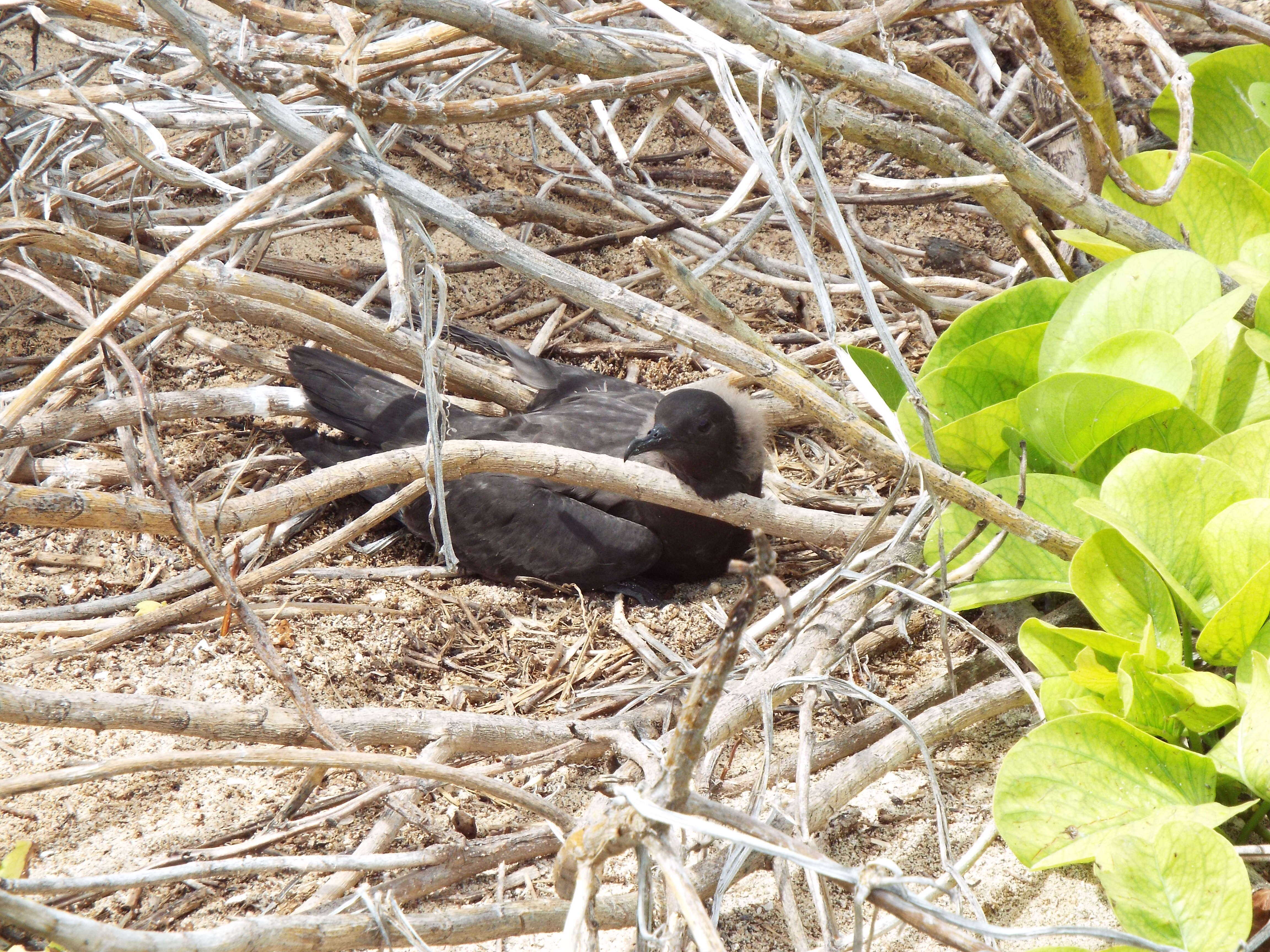 Image of Christmas Shearwater