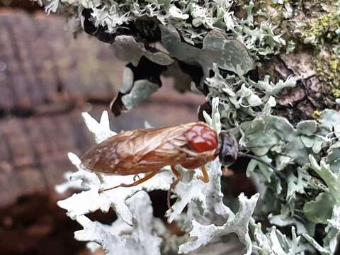 Image of farinose cartilage lichen