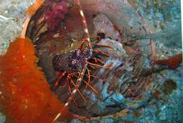 Image of Common Spiny Lobster