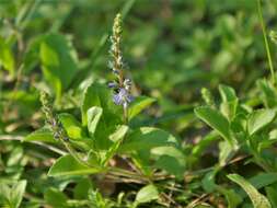 Image of Health Speedwell