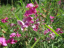 Image of Everlasting pea