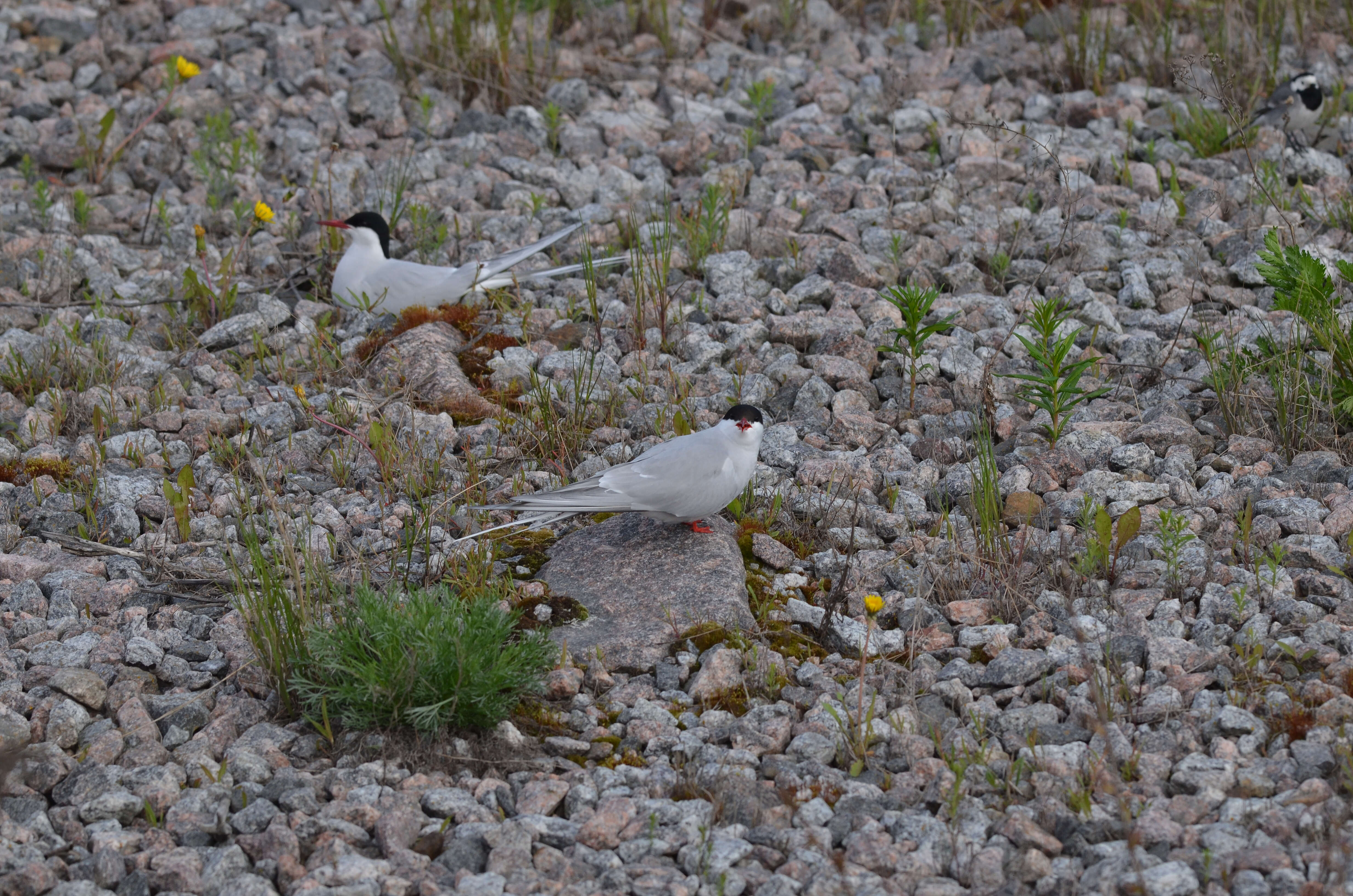 Image of Arctic Tern