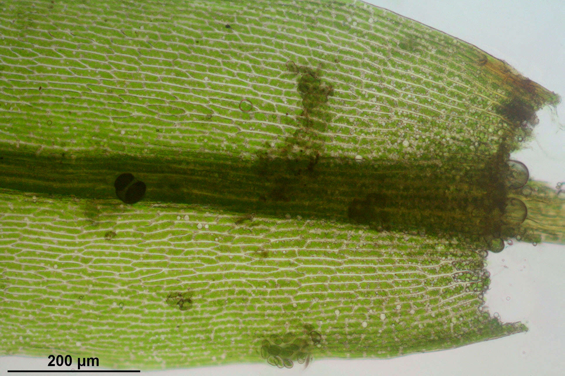 Image of pohlia moss