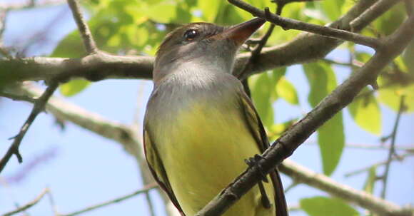 Image of Great Crested Flycatcher