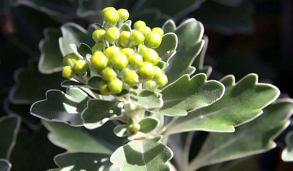 Plancia ëd Ajania pacifica (Nakai) K. Bremer & C. J. Humphries