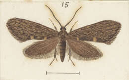 Image of Mallobathra lapidosa Meyrick 1914