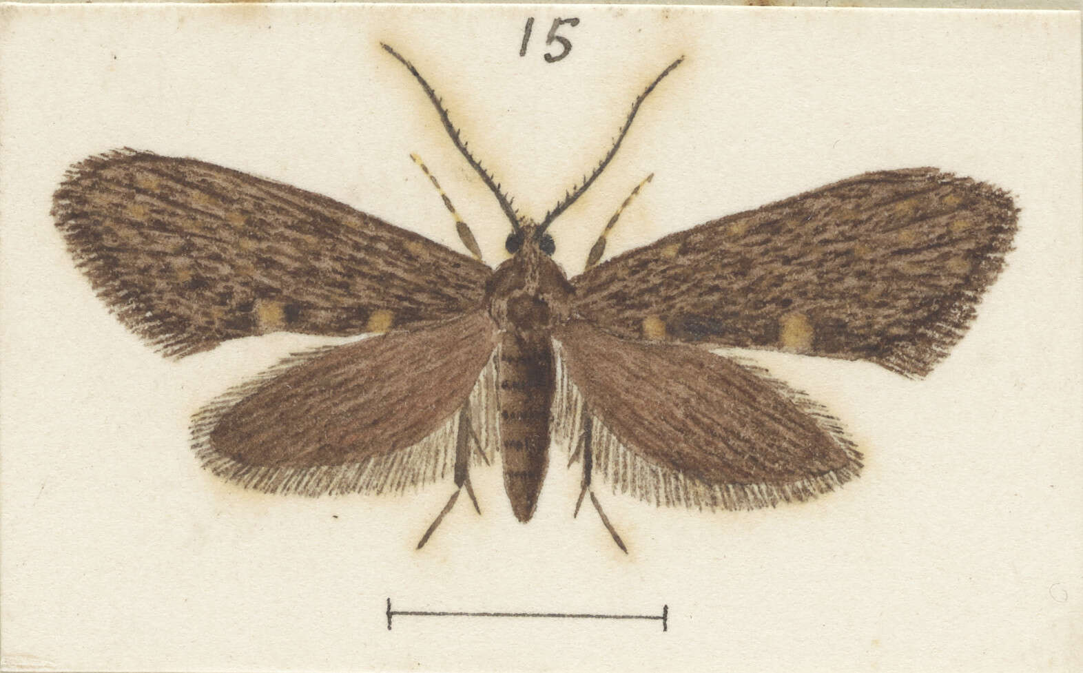 Image of Mallobathra lapidosa Meyrick 1914