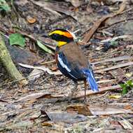 Image of Malayan Banded Pitta