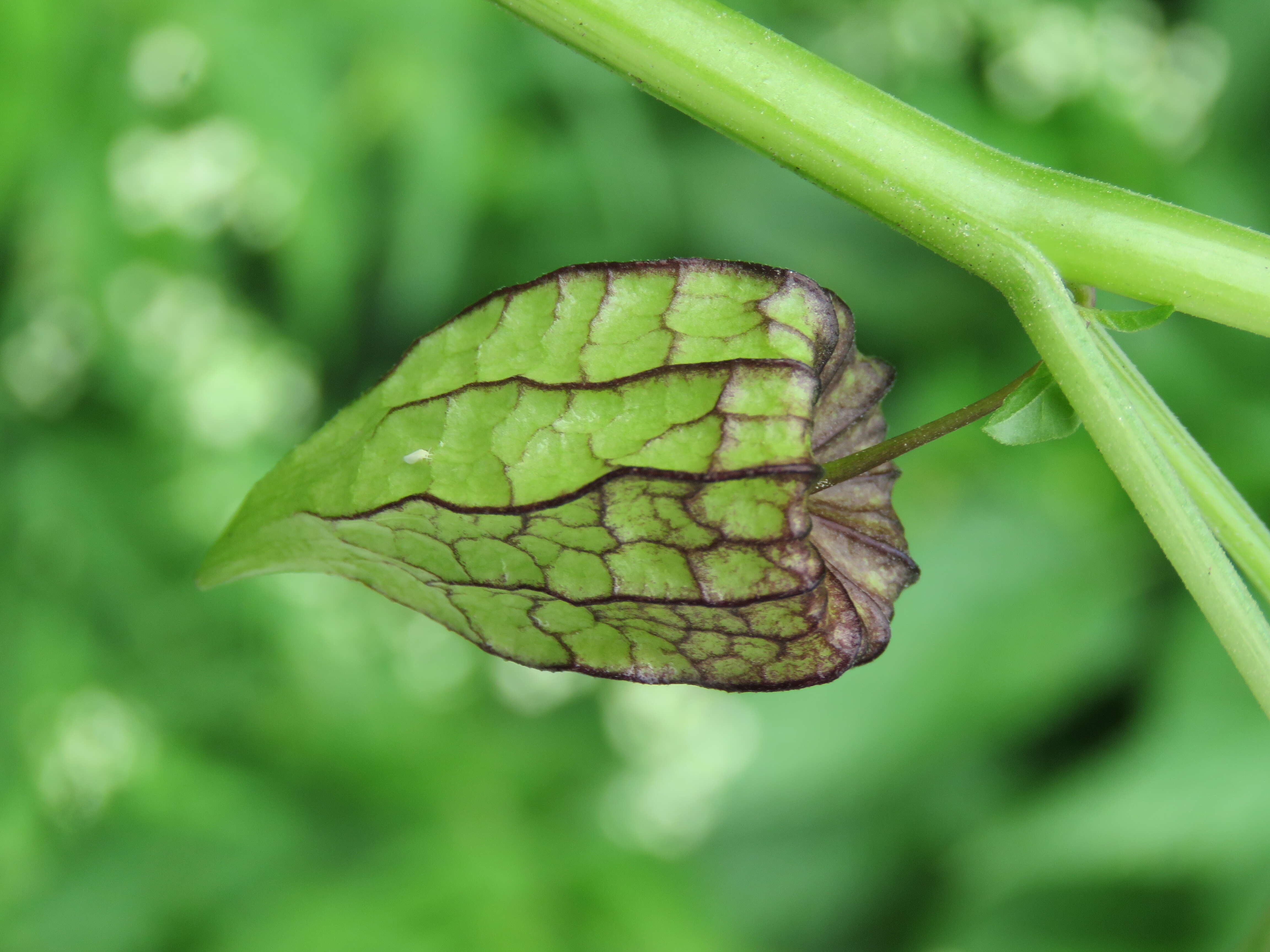 Image of cutleaf groundcherry