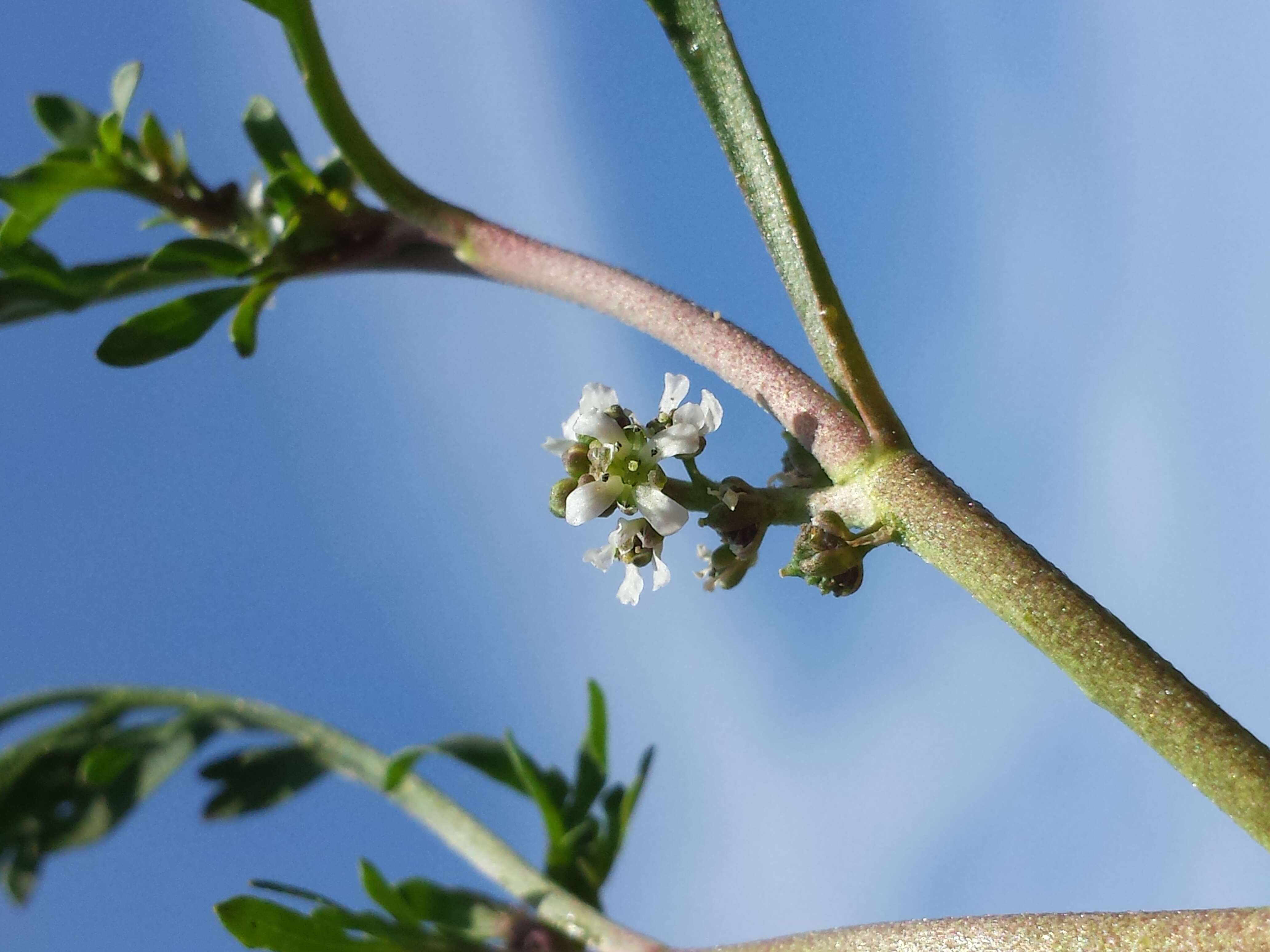 Image of Creeping Watercress