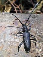 Image of capricorn beetle