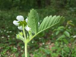 Image of Hautbois Strawberry