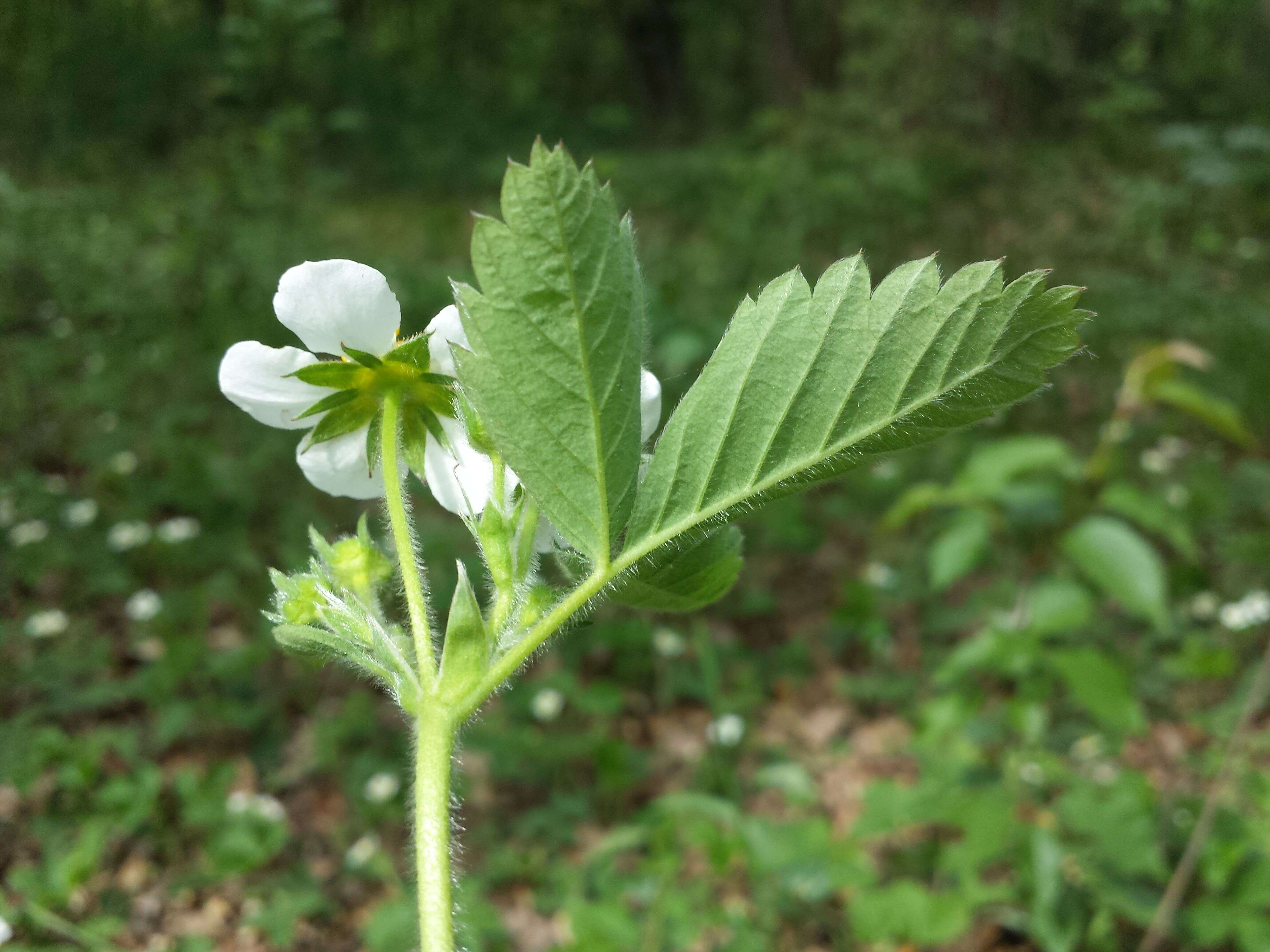 Image of Hautbois Strawberry