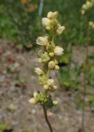 Image of roundleaf alumroot