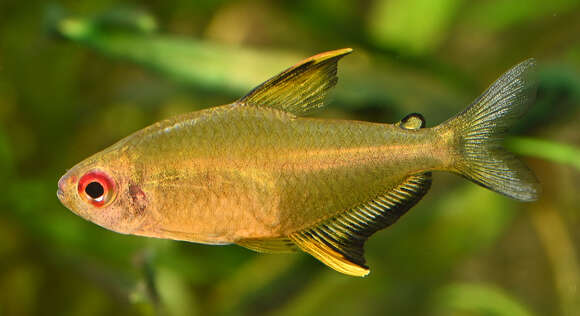 Image of Lemon tetra