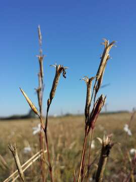 Image of Dianthus serotinus Waldst. & Kit.