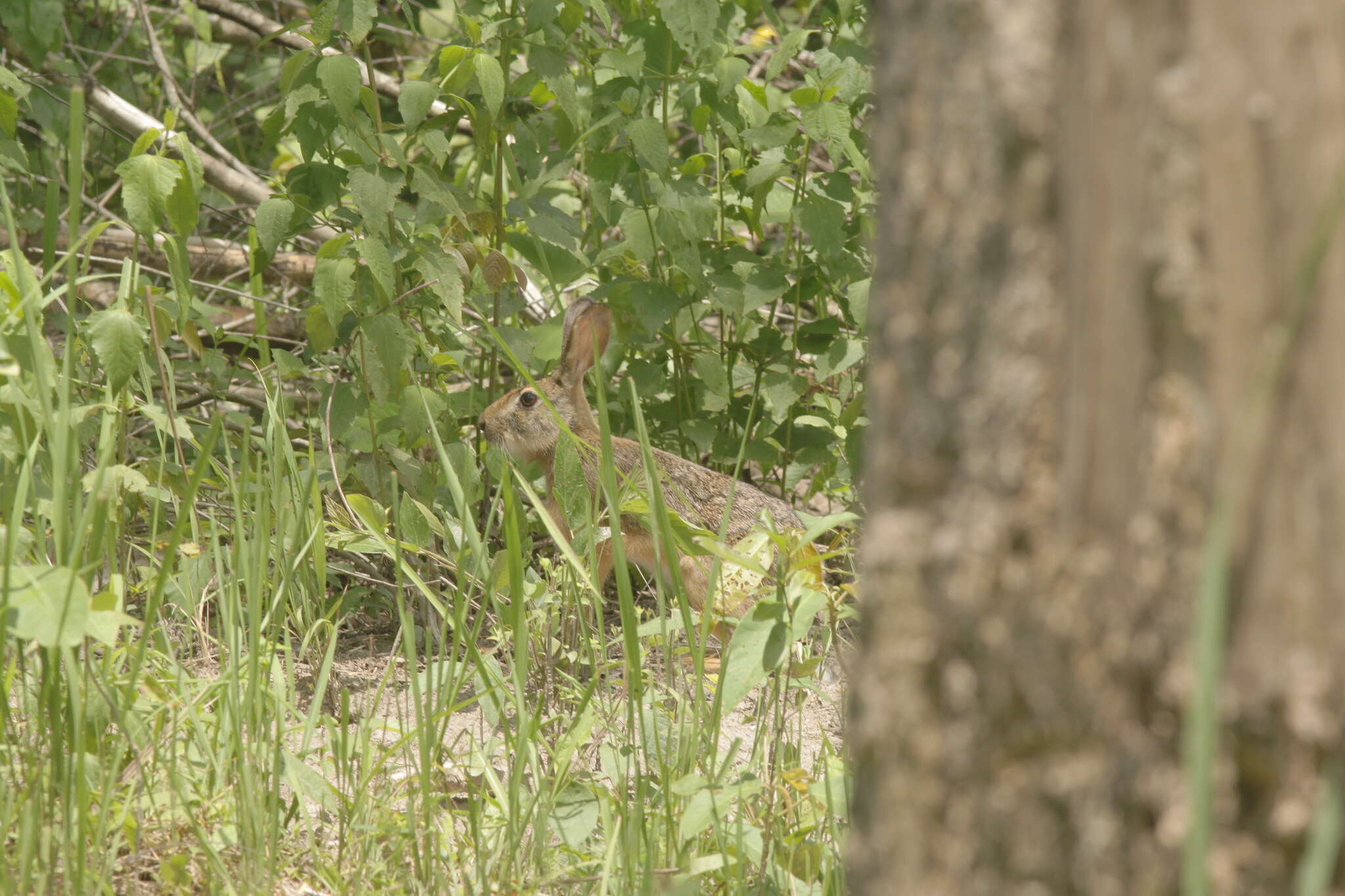 Image of Burmese Hare