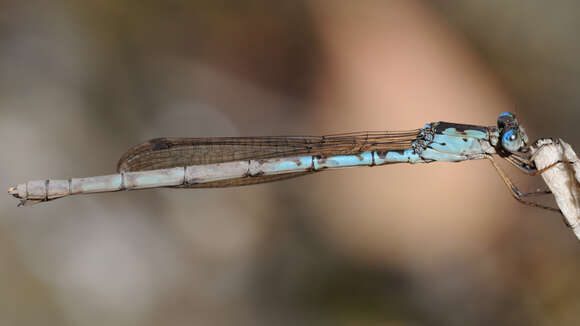 Image of Indolestes peregrinus (Ris 1916)