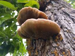 Image de Polypore hérissé