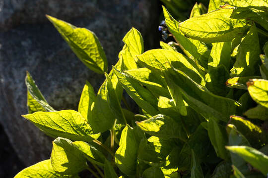 Image of blue-eyed-Mary