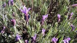 Imagem de Lavandula pedunculata (Mill.) Cav.