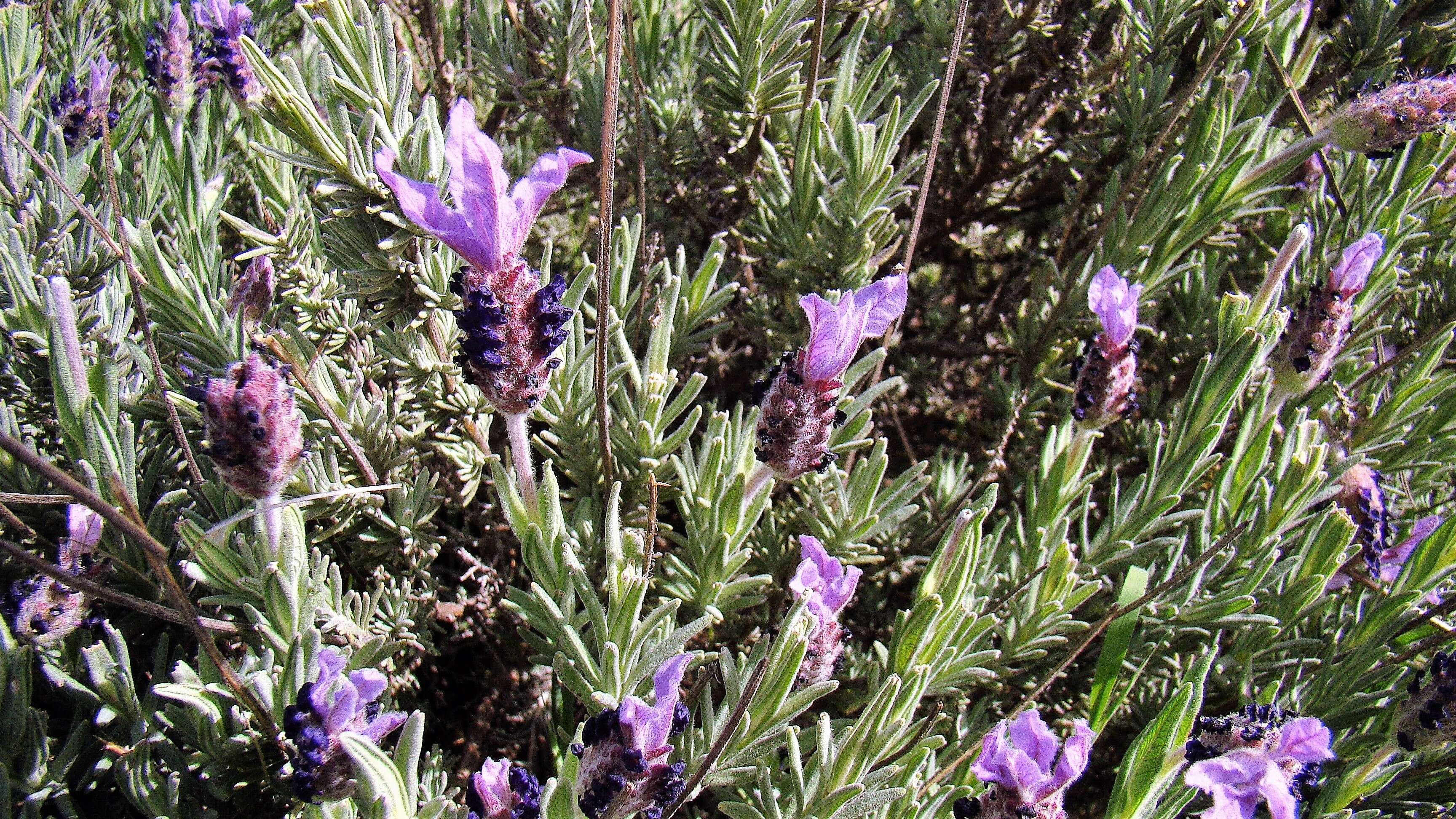 Image of Lavandula pedunculata (Mill.) Cav.