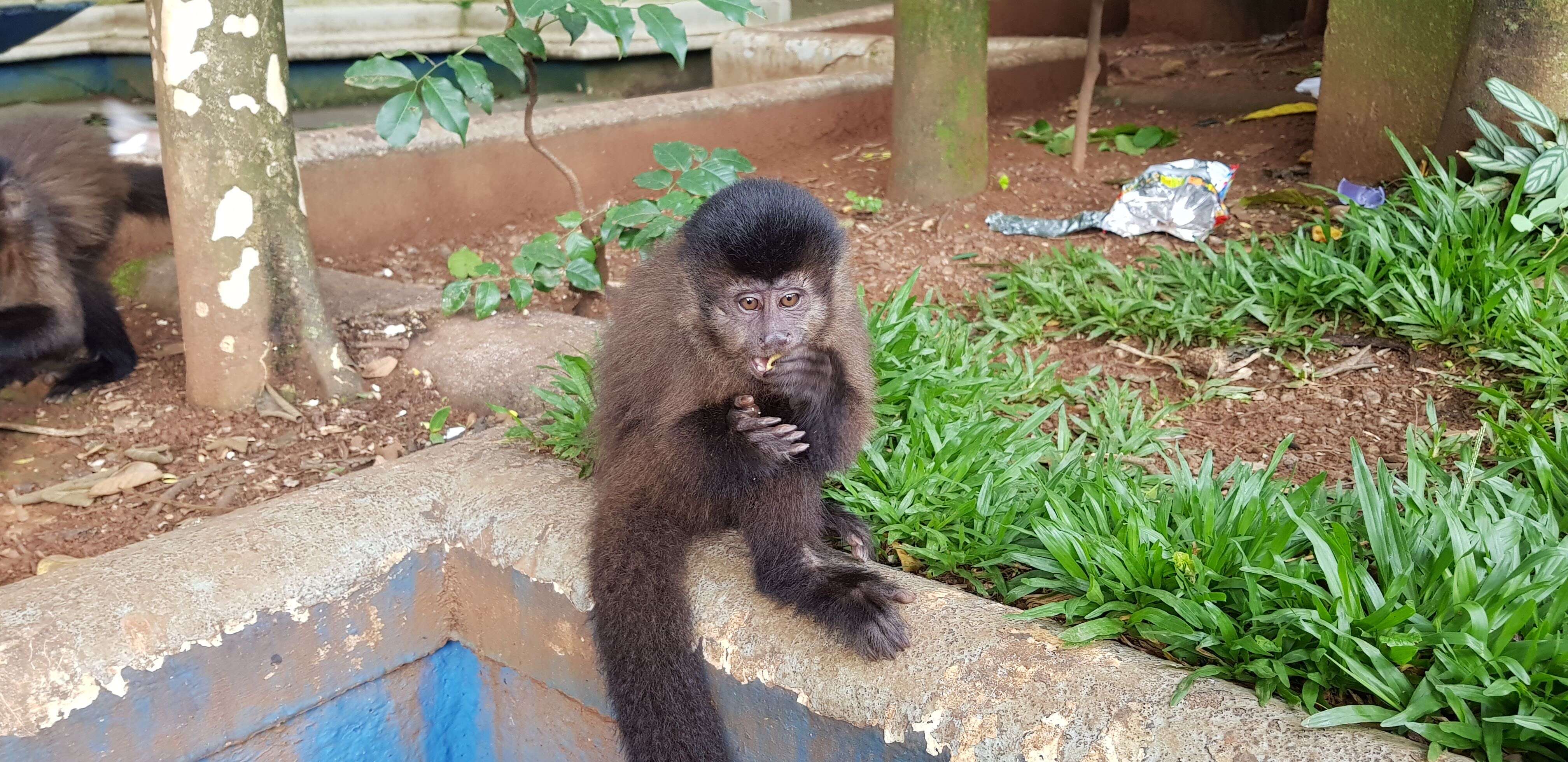 Image of Black Capuchin