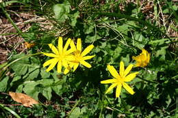 Image of Aposeris