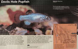 Image of Devil's Hole pupfish