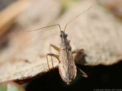 Image of <i>Nabis ericetorum</i>