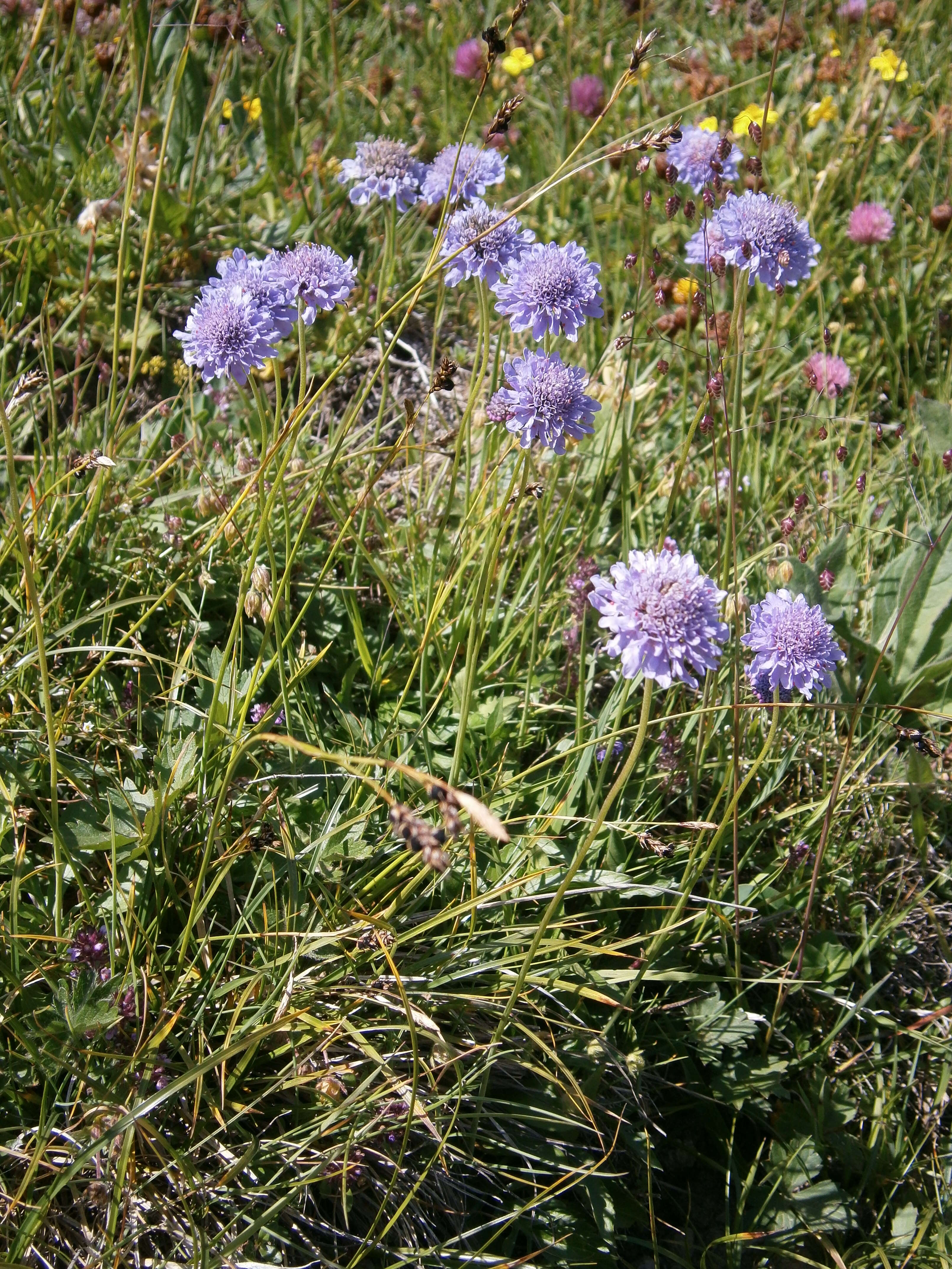 Image of glossy scabious