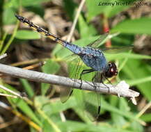 Image of Blue Chaser