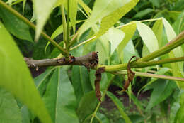 Image of shellbark hickory